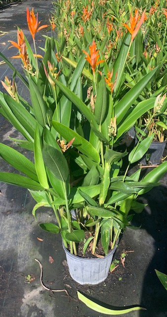 heliconia-psittacorum-choconiana