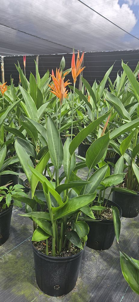 heliconia-psittacorum-choconiana