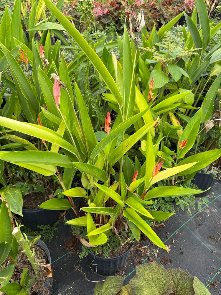 heliconia-psittacorum-choconiana