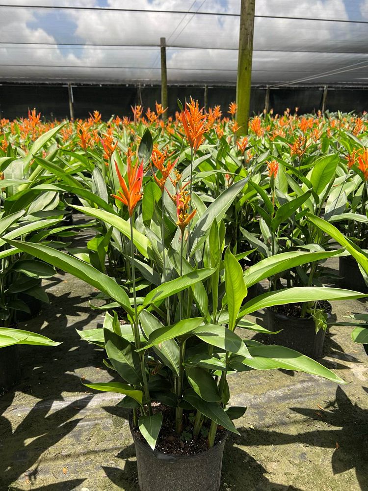 heliconia-psittacorum-choconiana