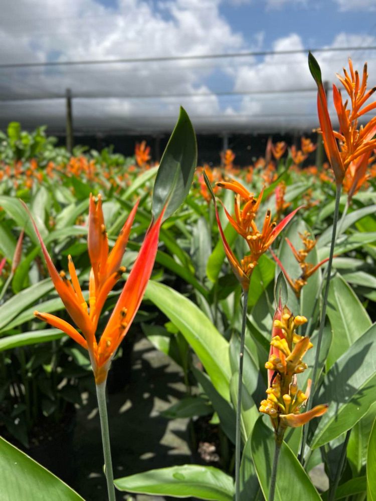 heliconia-psittacorum-choconiana