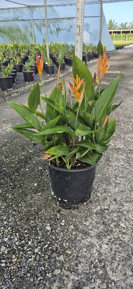 heliconia-psittacorum-choconiana