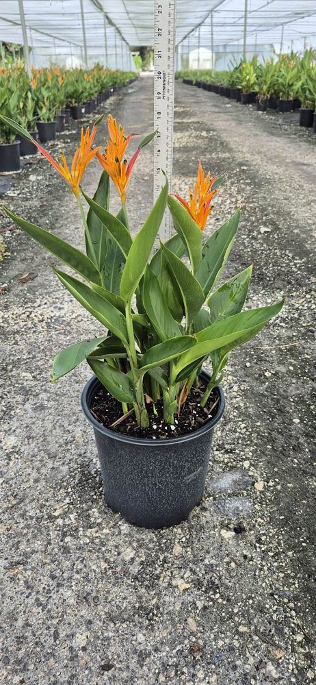 heliconia-psittacorum-choconiana