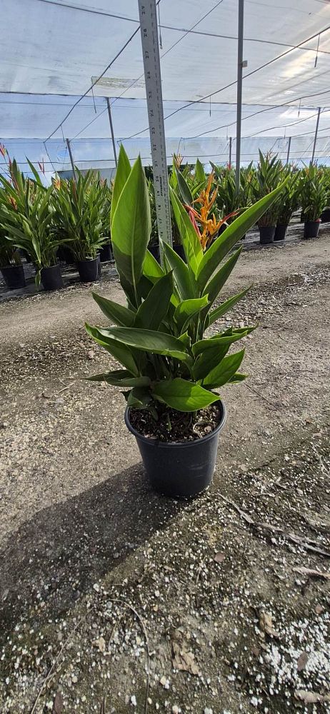 heliconia-psittacorum-choconiana