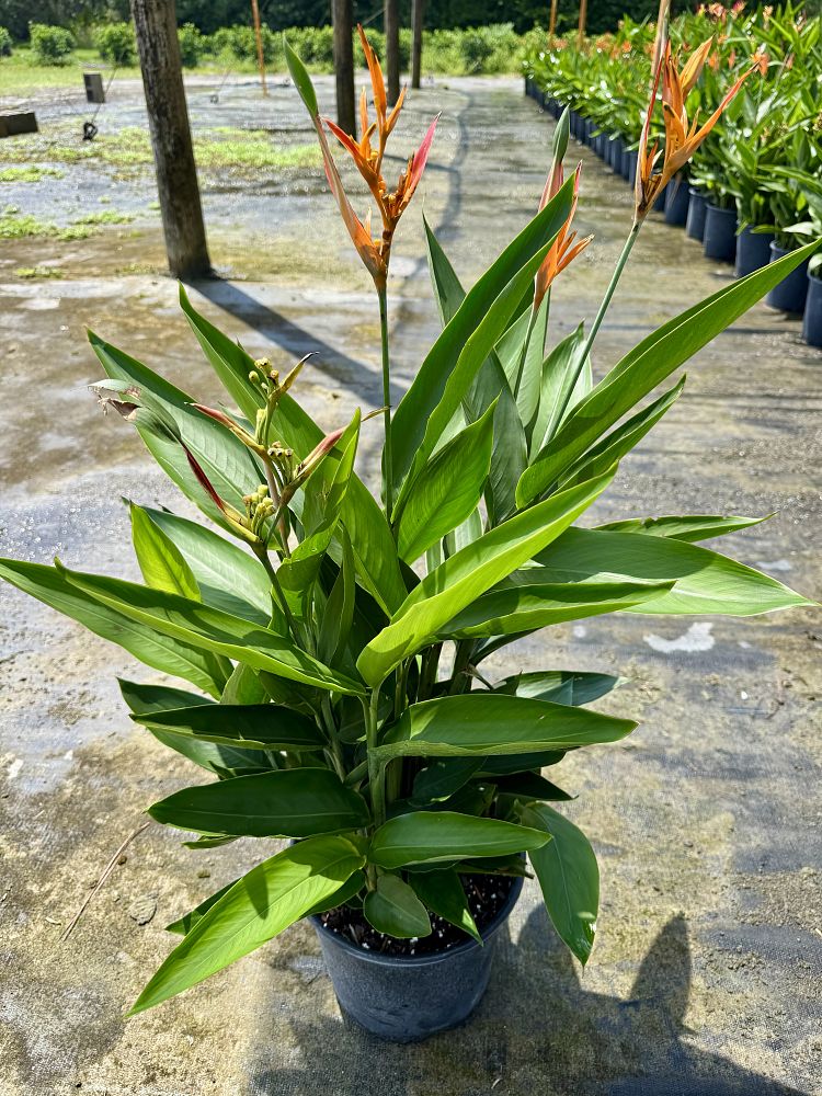 heliconia-psittacorum-choconiana