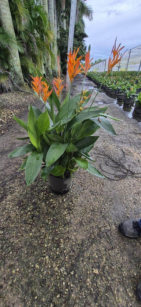heliconia-psittacorum-choconiana