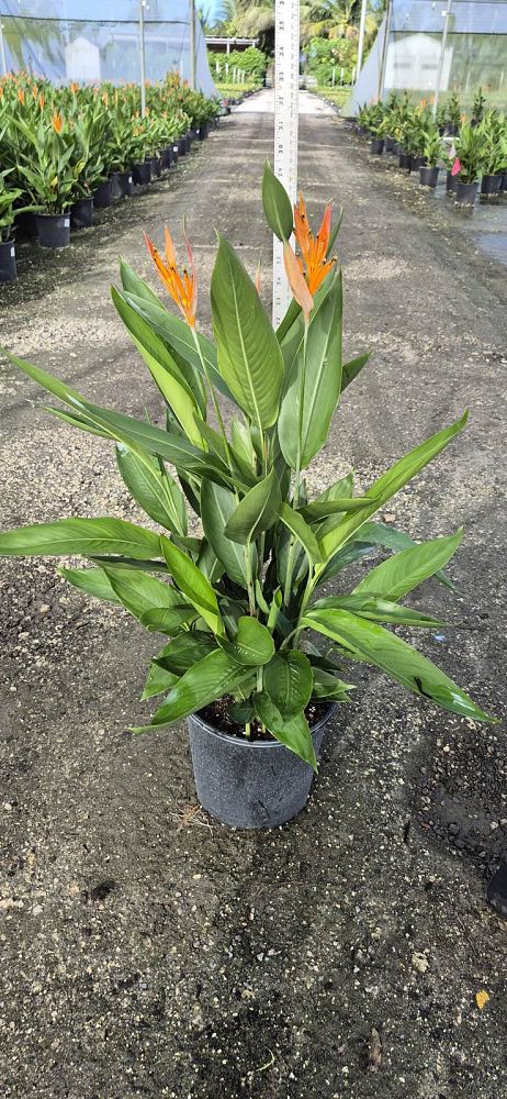 heliconia-psittacorum-choconiana