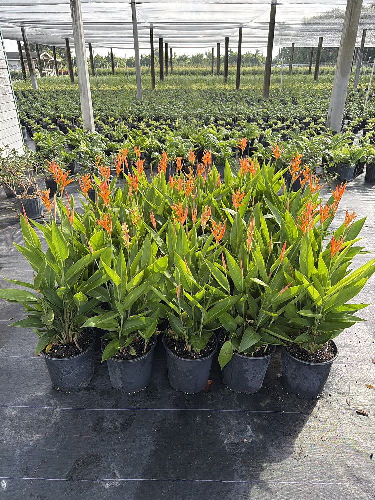 heliconia-psittacorum-choconiana