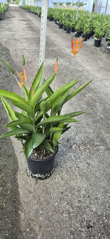 heliconia-psittacorum-choconiana