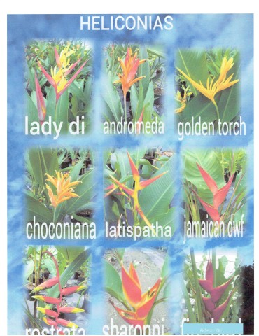 heliconia-psittacorum-golden-torch-parrot-s-beak
