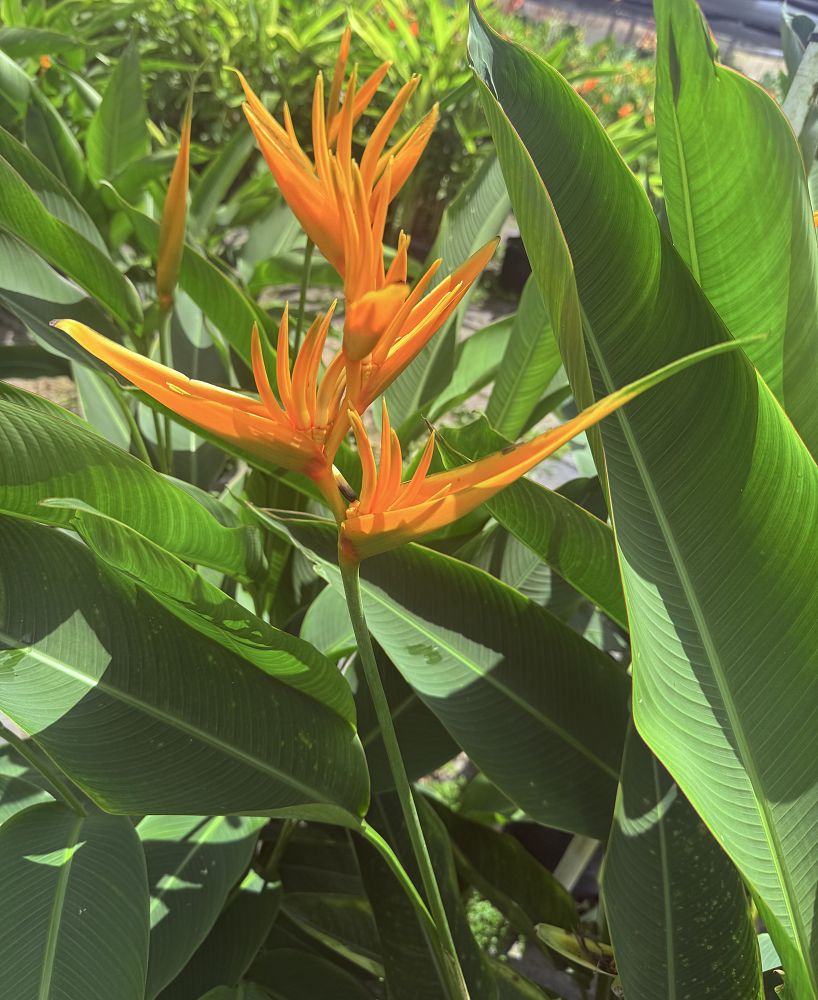 heliconia-psittacorum-golden-torch-parrot-s-beak