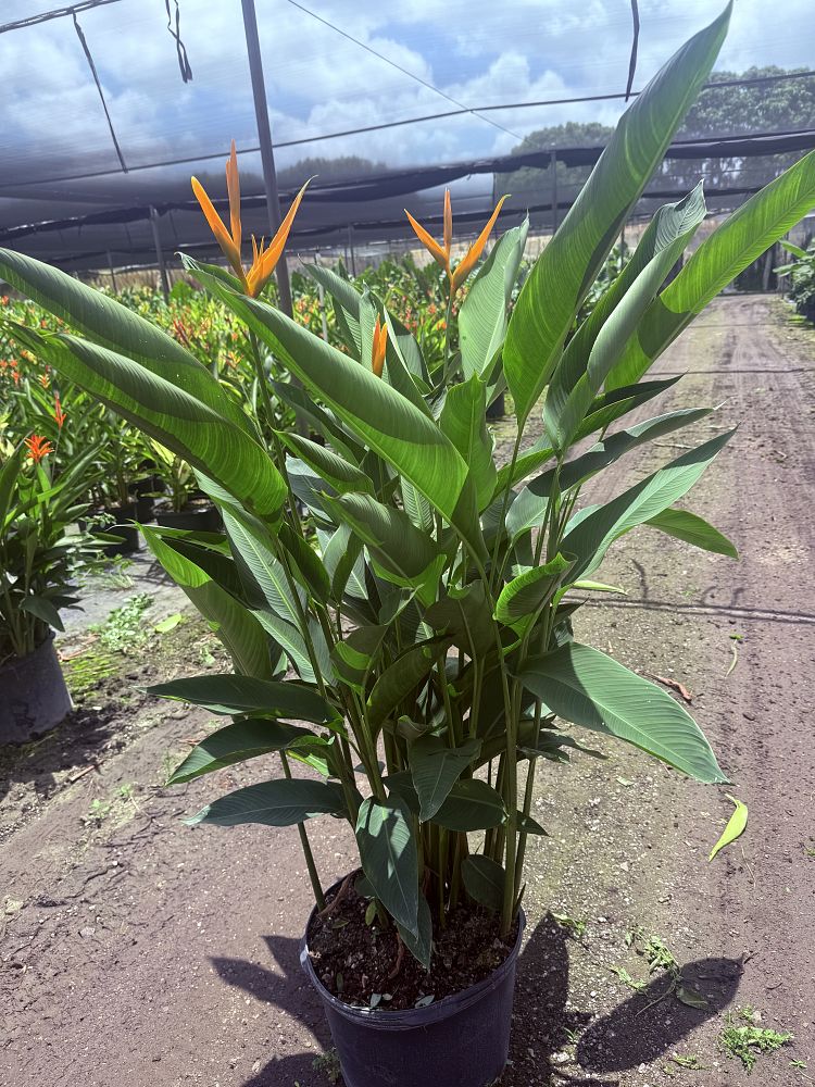 heliconia-psittacorum-golden-torch-parrot-s-beak