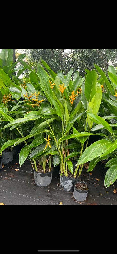 heliconia-psittacorum-golden-torch-parrot-s-beak