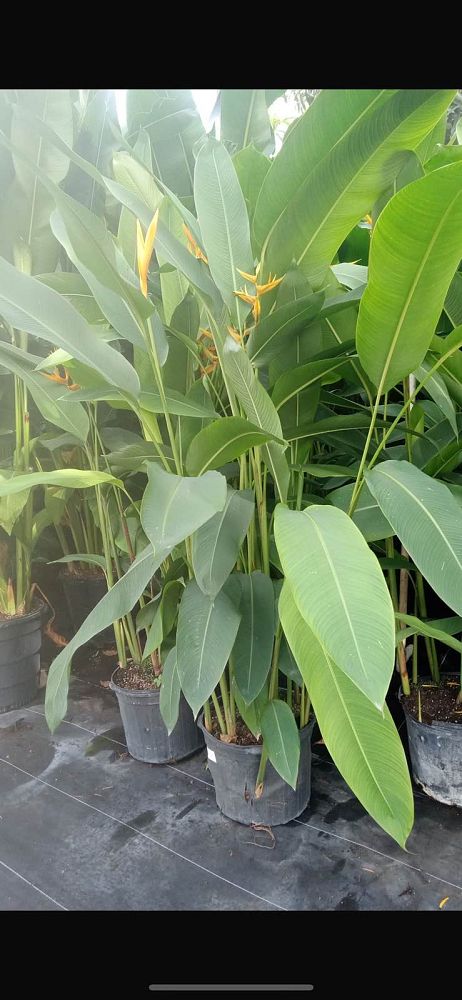 heliconia-psittacorum-golden-torch-parrot-s-beak