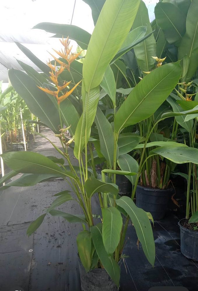 heliconia-psittacorum-golden-torch-parrot-s-beak
