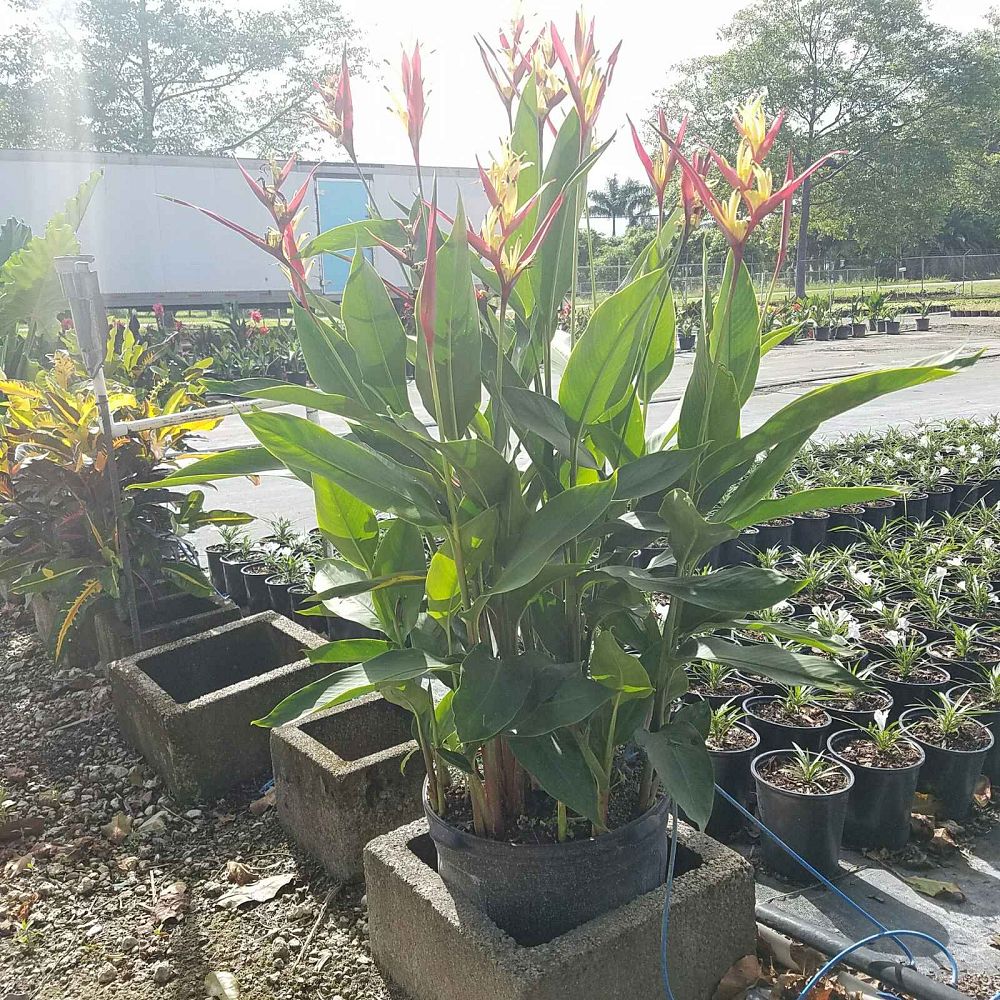 heliconia-psittacorum-lady-di