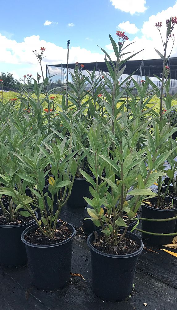 heliconia-psittacorum-lady-di