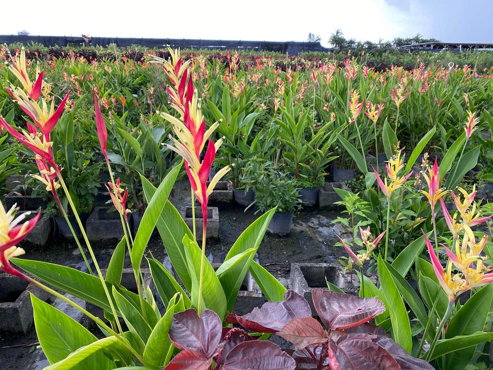 heliconia-psittacorum-lady-di