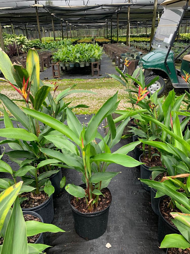 heliconia-psittacorum-lady-di