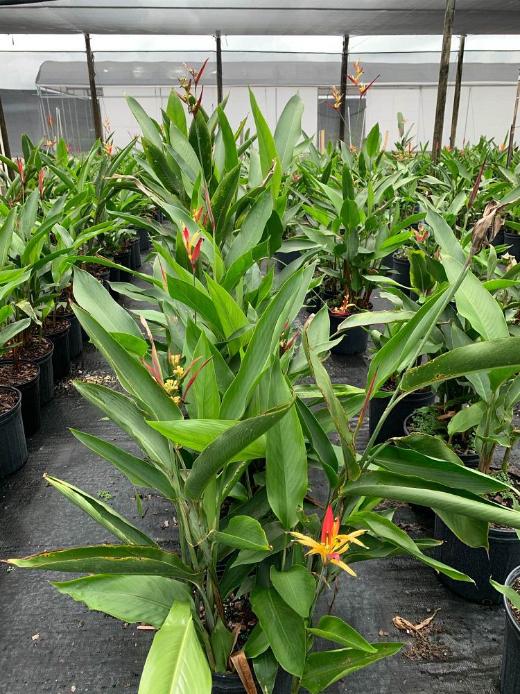 heliconia-psittacorum-lady-di
