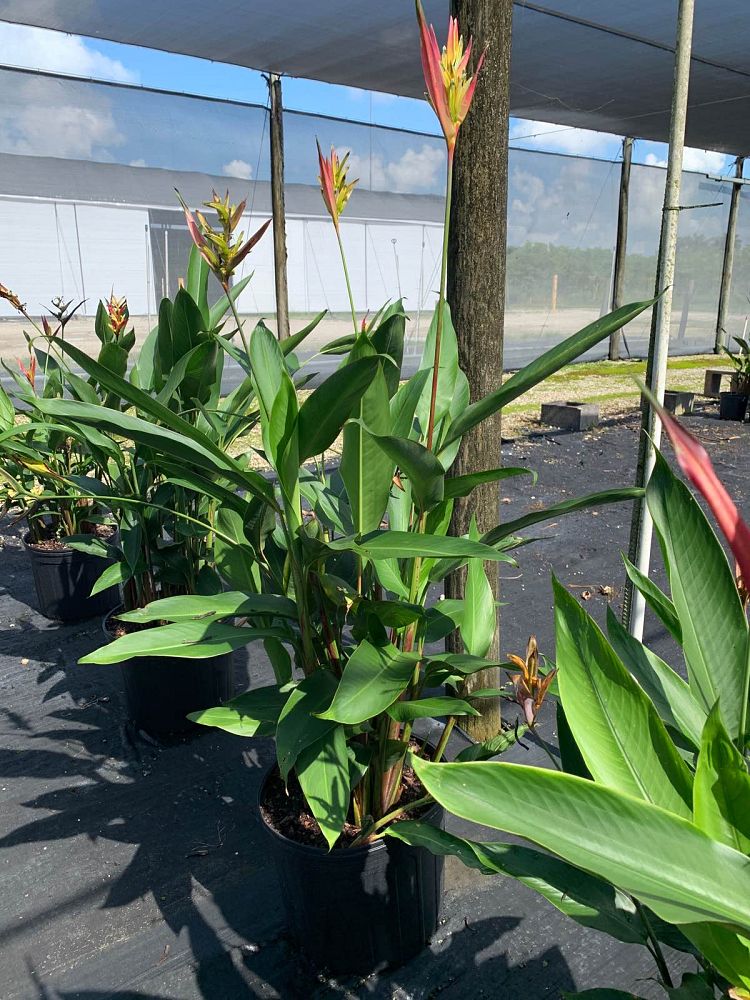 heliconia-psittacorum-lady-di
