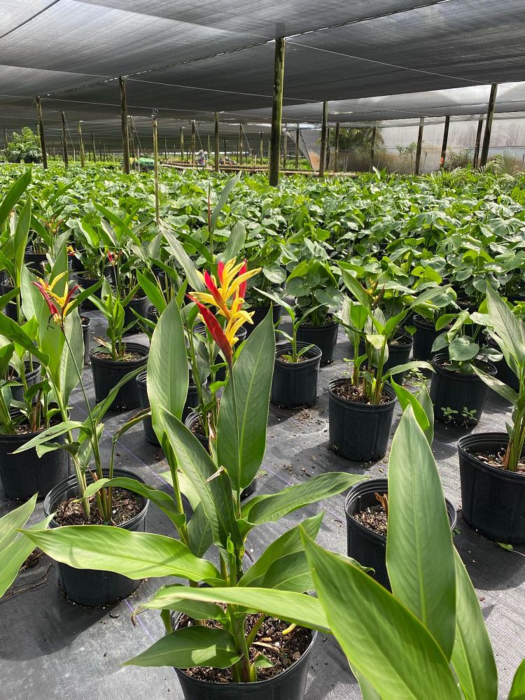 heliconia-psittacorum-lady-di