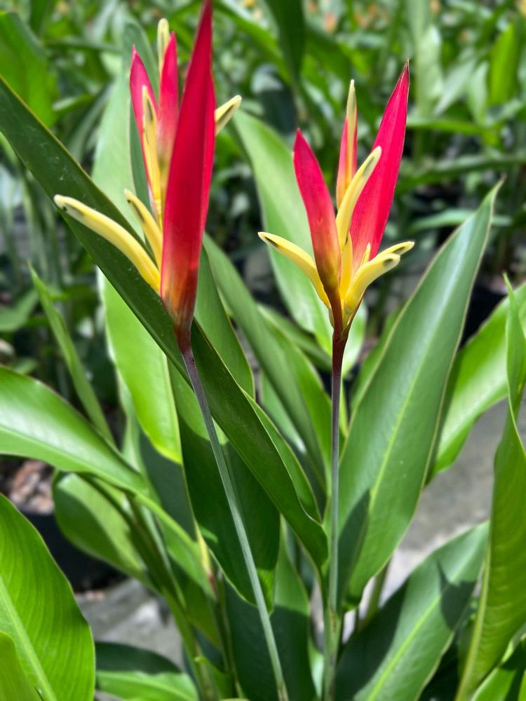 heliconia-psittacorum-lady-di