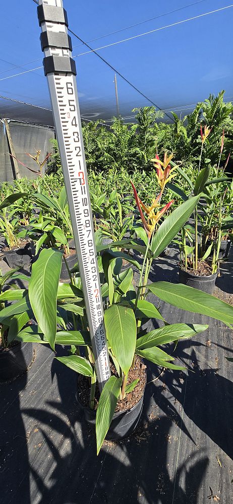 heliconia-psittacorum-lady-di