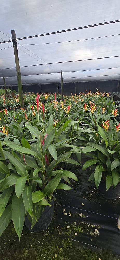 heliconia-psittacorum-lady-di