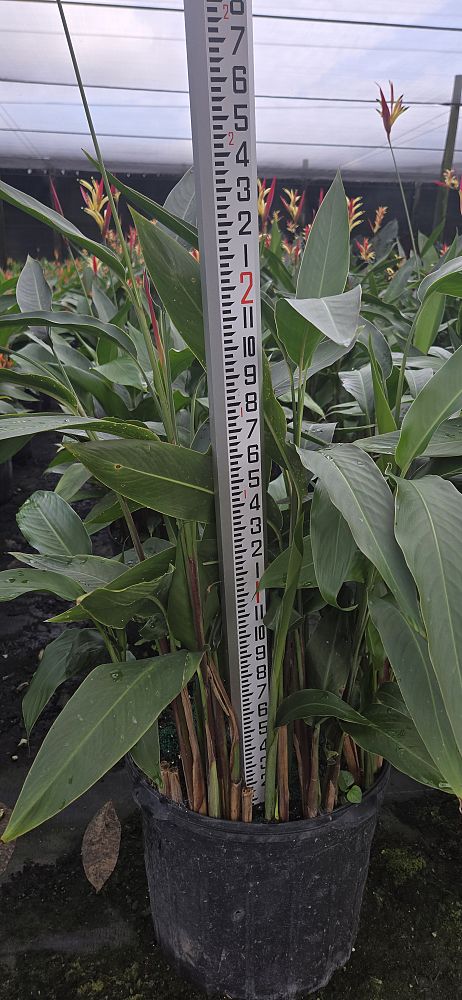 heliconia-psittacorum-lady-di