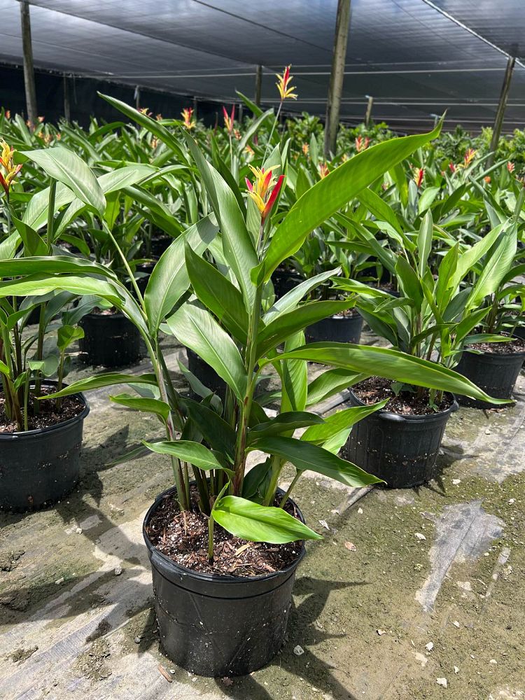 heliconia-psittacorum-lady-di