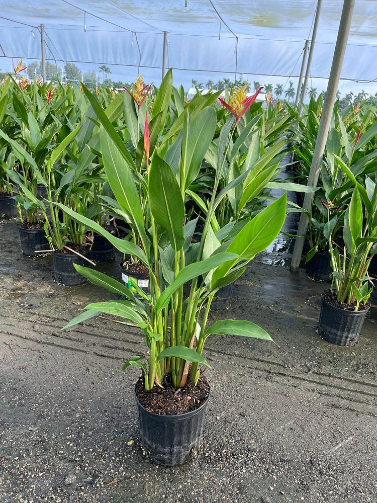 heliconia-psittacorum-lady-di