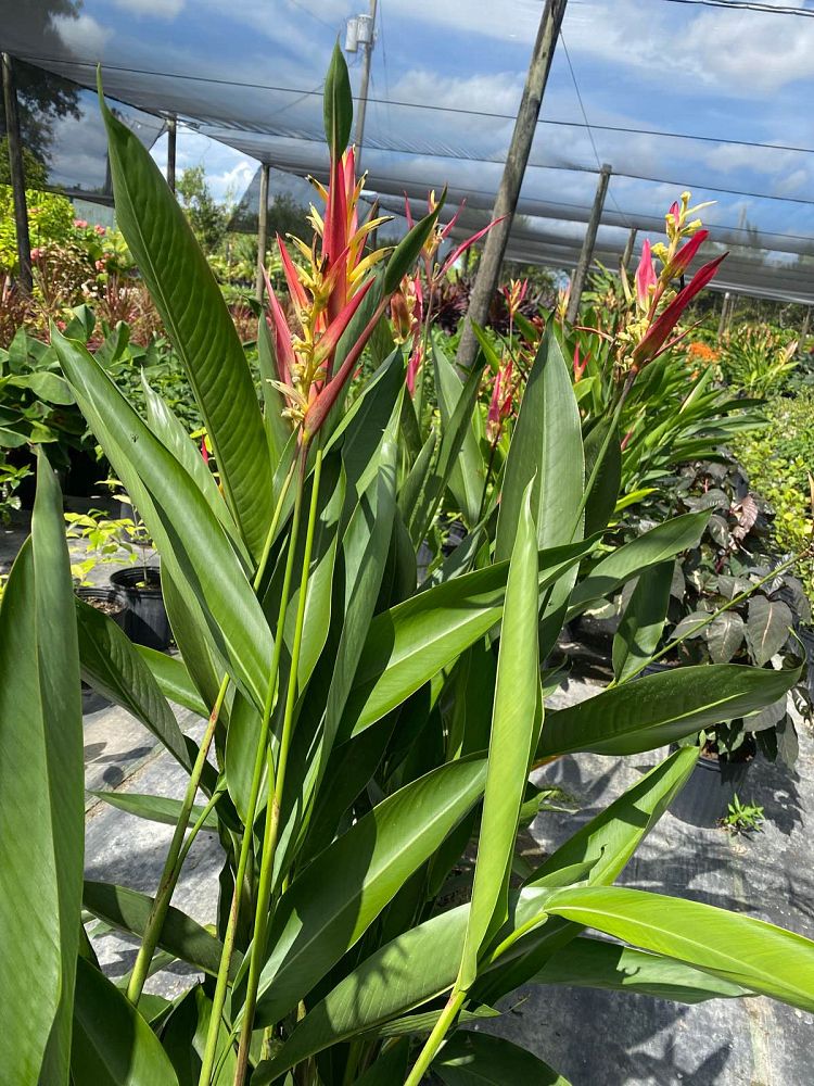 heliconia-psittacorum-lady-di