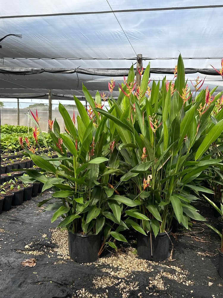 heliconia-psittacorum-lady-di