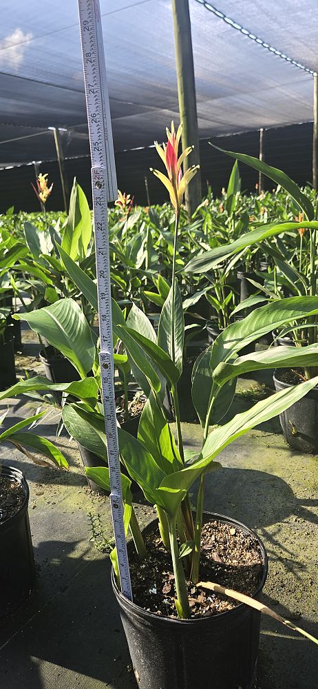 heliconia-psittacorum-lady-di