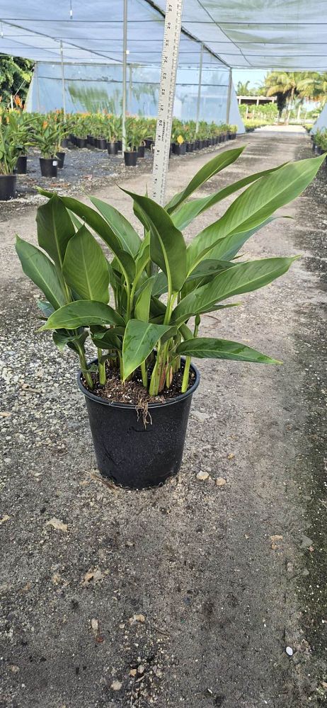 heliconia-psittacorum-lady-di
