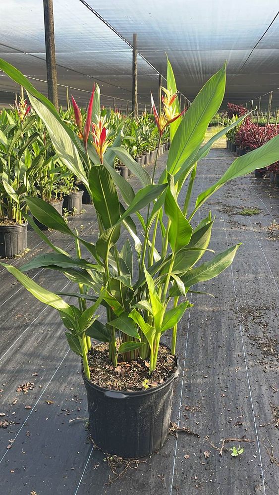 heliconia-psittacorum-lady-di
