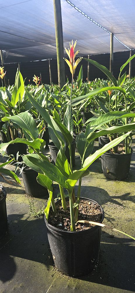 heliconia-psittacorum-lady-di