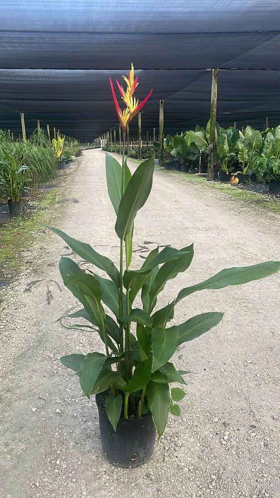 heliconia-psittacorum-lady-di