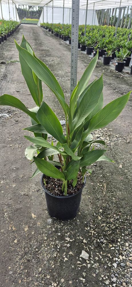 heliconia-psittacorum-lady-di
