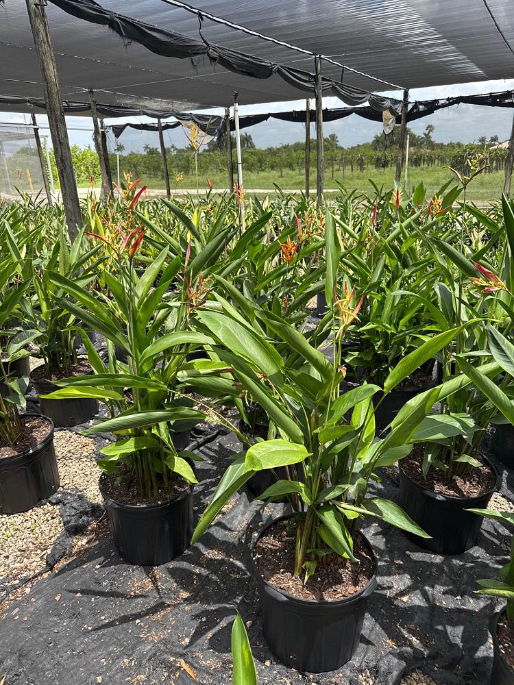 heliconia-psittacorum-lady-di