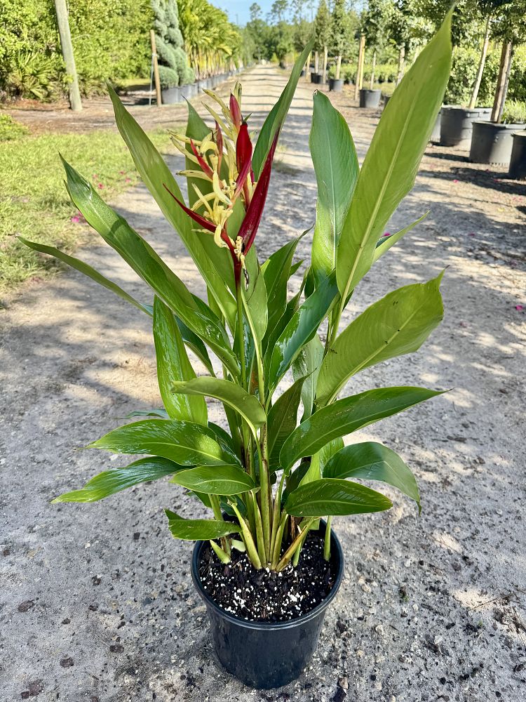 heliconia-psittacorum-lady-di