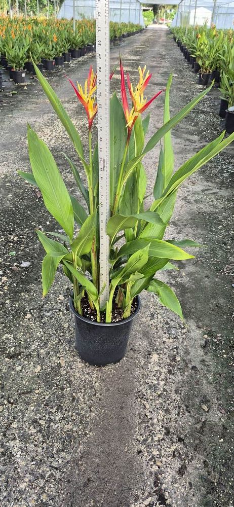 heliconia-psittacorum-lady-di