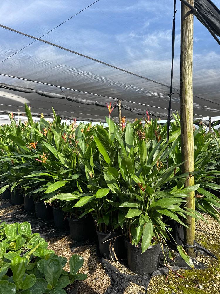 heliconia-psittacorum-lady-di