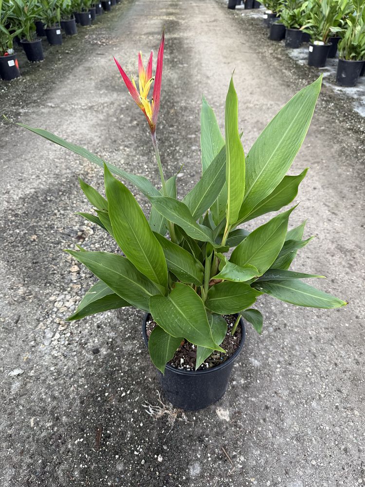 heliconia-psittacorum-lady-di