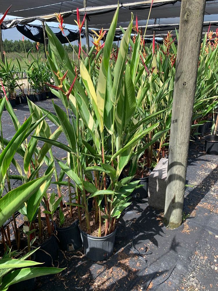heliconia-psittacorum-lady-di-variegata-variegated-heliconia-lady-di