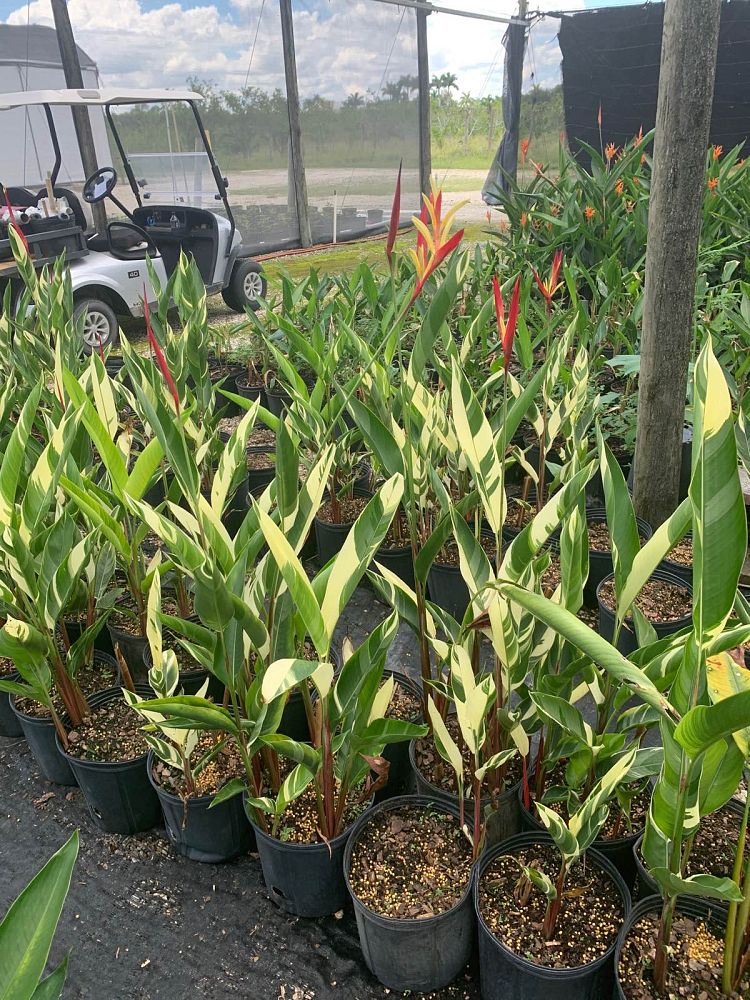 heliconia-psittacorum-lady-di-variegata-variegated-heliconia-lady-di
