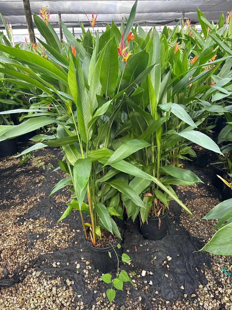 heliconia-psittacorum-lady-di-variegata-variegated-heliconia-lady-di