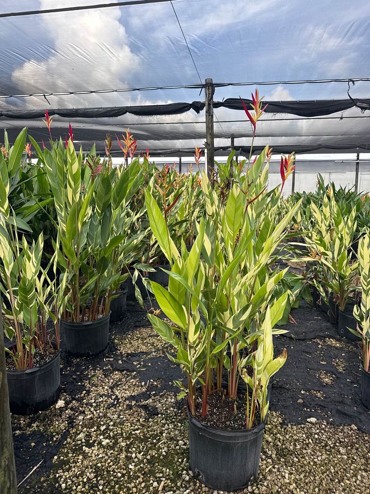 heliconia-psittacorum-lady-di-variegata-variegated-heliconia-lady-di