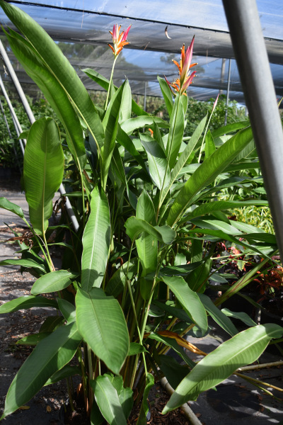 heliconia-psittacorum-sassy